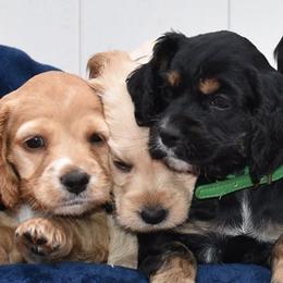 Cockapoos from There's no place like home spaniels