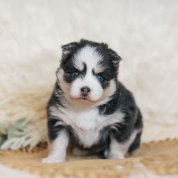 Pomsky Puppies from Hill Tribe Pomskies