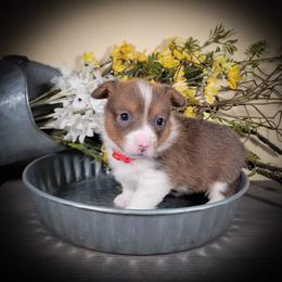 German Shepherd and Pembroke Welsh Corgi Puppies from J&R Shepherds & Corgis