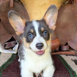 Lorelei Gilmore - Blue female Pembroke Welsh Corgi puppy in Paden, Oklahoma from Sunray Ranch
