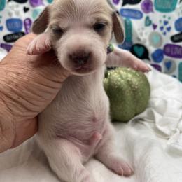 American Pit Bull Terrier and Dachshund Puppies from Shans Down Home Doxies