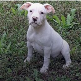 American Staffordshire Terrier and French Bulldog Puppies from Cicero Kennels