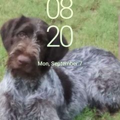 Viper - German Wirehaired Pointer