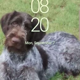 Viper - German Wirehaired Pointer