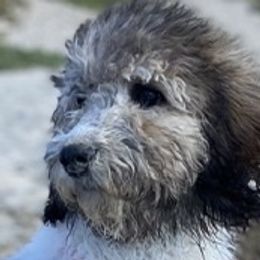 Addie - Labradoodle