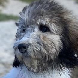 Addie - Labradoodle