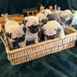 Pug puppies from Purebred Pugs of Puget Sound