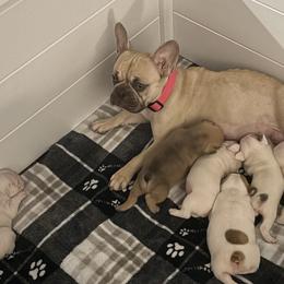 French Bulldogs from Falco’s French Bulldogs