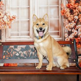 Shiba Inu Puppies from Bluebonnet Shibas