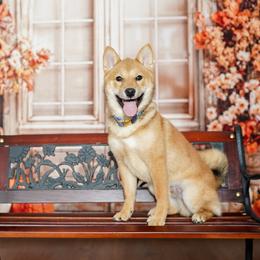 Shiba Inu Puppies from Bluebonnet Shibas