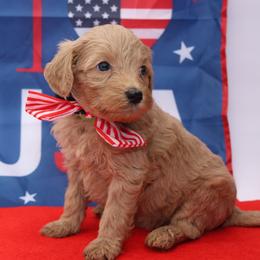 Honor - Brown female Bernedoodle puppy in Westminster, South Carolina from Goldendoodlepuppiessc