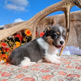 Holly McClain - Gray and white female American Corgi puppy in Shawnee, Oklahoma from Sunray Ranch
