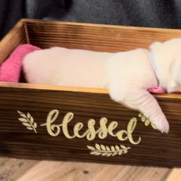 Girl 6 - Golden Retriever puppy from Farley Goldens
