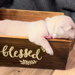 Girl 6 - Golden Retriever puppy from Farley Goldens