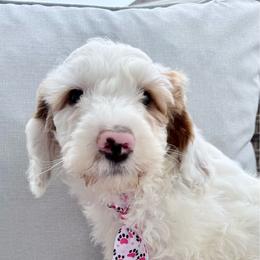 Puppy 1 - White male Irish Doodle puppy in Bloomfield, Iowa from Schooley Doodles