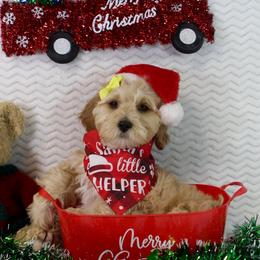 Ham - Apricot female Goldendoodle puppy in Pendleton, Oregon from Blushing Doodles
