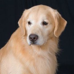 Golden Retrievers from Goldensand Goldens