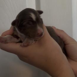Posey - Red tri female Miniature Australian Shepherd puppy in North Lakeport, California from Wild Rose Ranch