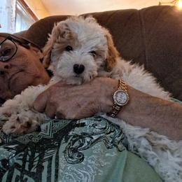 Scooter - Parti male Goldendoodle puppy in Haddam, Kansas from Golden B Acres