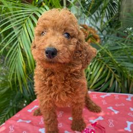 Taozi - Red  female Poodle puppy in Fort Myers, Florida from Katherine’s Yorkies and Poodles