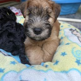 Puppies are named after FIFA players for Argentina- we have Messi, Enzo, Julian, Nico etc - Wheaten male Soft Coated Wheaten Terrier puppy in Gainesville, Virginia from Cross the Rubicon