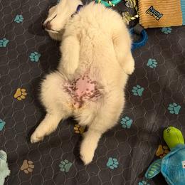 Samoyed Puppies from Morning Star Samoyeds