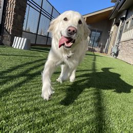 Dove - Golden Retriever