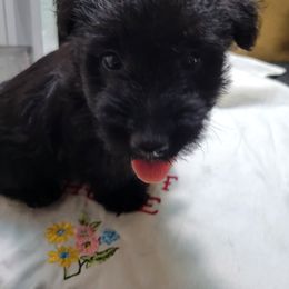 Baby - Black female Scottish Terrier puppy in Pineview, Georgia from Carsten's Scottish Terriers