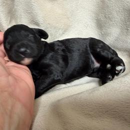 Boy 5 Dale - Black male Goldendoodle puppy in Kearneysville, West Virginia from Daydreamer