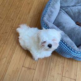 Maltese Puppies from David's Maltese