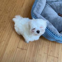 Maltese Puppies from David's Maltese