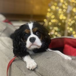 Cavalier King Charles Spaniels from Utah Cavaliers
