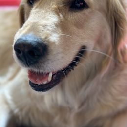 Golden Retriever Puppies from Ruff Life Goldens