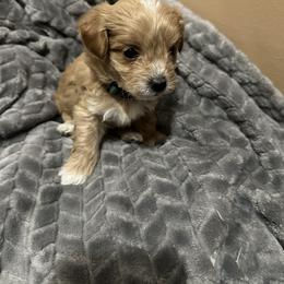 Maltipoo Puppies from Christy Mashore