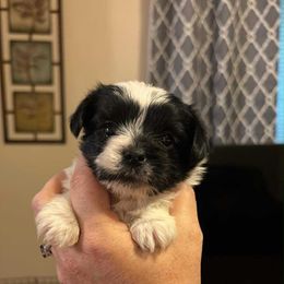 Sally Sue - Parti female Yorkshire Terrier puppy in Lamar, Missouri from Carney Kennels