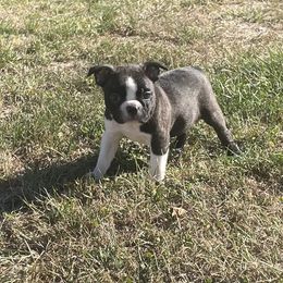 Valor - Black brindle and white male Boston Terrier puppy in Fillmore, Illinois from Wind Hill Puppies