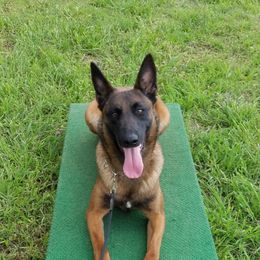Divka - Belgian Malinois