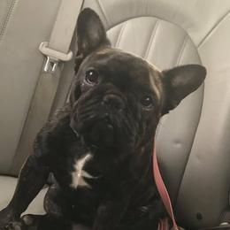Truffles - French Bulldog