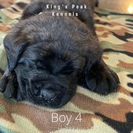Boy 3 - Mastiff puppy in Kanosh, Utah from King’s Peak Kennels