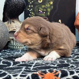 Flame - Red tri-color male Australian Shepherd puppy in Wrightstown, New Jersey from Hartzland Farm Australian Shepherds
