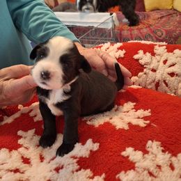 Tibetan Terrier Puppies from Arkeden Tibetan Terriers