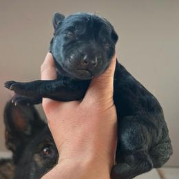 Black female 2 - Black female German Shepherd puppy in Pahrump, Nevada from Wachhund Kennels
