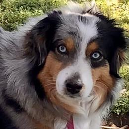 Miniature Australian Shepherds and Toy Australian Shepherds from StoneHaus Hollow