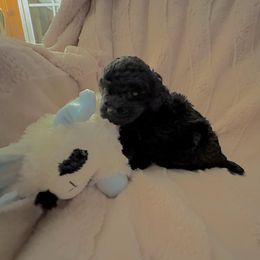 Charlie - Black male Poodle puppy in Everton, Missouri from Lucky Dog Poodles
