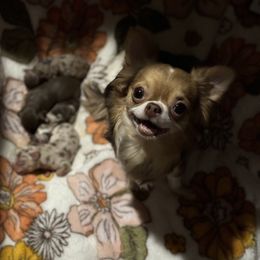 Ellie May - Chihuahua