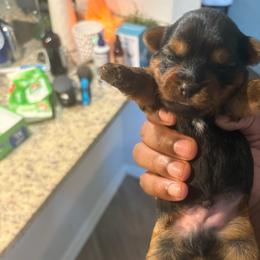 Boy 4 - Chocolate, tan and white male Yorkshire Terrier puppy in Jacksonville, Florida from Lake Shore Yorkies
