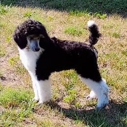 Betty - Parti female Poodle puppy in Whitehouse, Ohio from N'Co. Parti Poodles