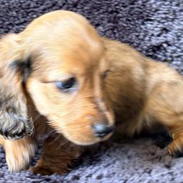 Dachshunds from Sandy's Long Haired Doxies