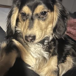 Rhiannon - Dachshund
