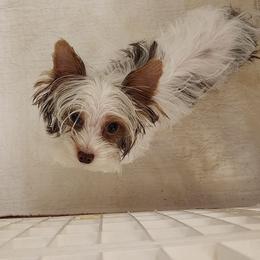 4 - Chocolate, tan and white male Yorkshire Terrier puppy in Citrus Heights, California from Bortolin Little Angles